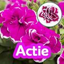 Bild von Petunia P12 "Actie" Double Magenta Picotee